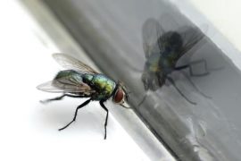 Prophetic And Spiritual Meaning Of Flies 