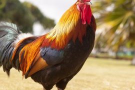 Rooster Chinese Zodiac Horoscope