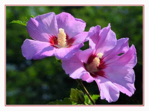 rose of sharon symbolic meaning