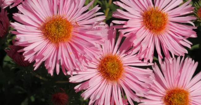 September is all about asters