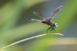 THE DRAGONFLY AS A TOTEM ANIMAL AND A SYMBOL OF TRANSFORMATION