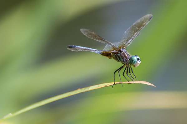THE DRAGONFLY AS A TOTEM ANIMAL AND A SYMBOL OF TRANSFORMATION