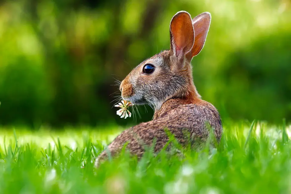 The Rabbit Spirit Animal - Totem Meaning