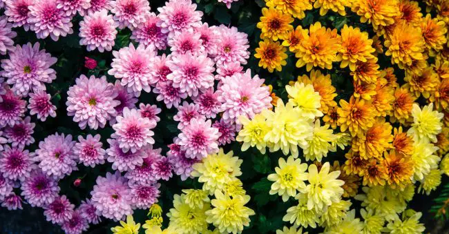 The chrysanthemum belongs to November