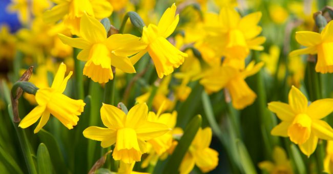 To March belongs the daffodil