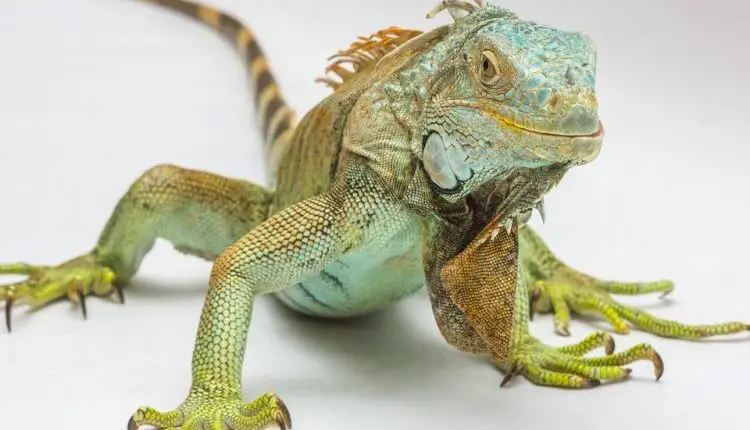 WHAT DOES IT MEAN WHEN YOU DREAM ABOUT LIZARDS