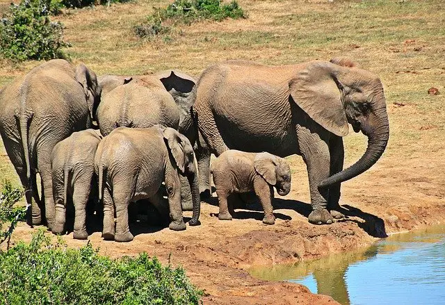 What Does It Mean When You Dream About Elephants?