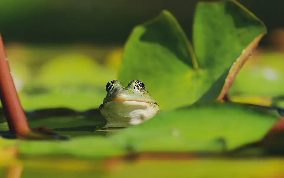 What Does It Mean When You Dream About Frogs?