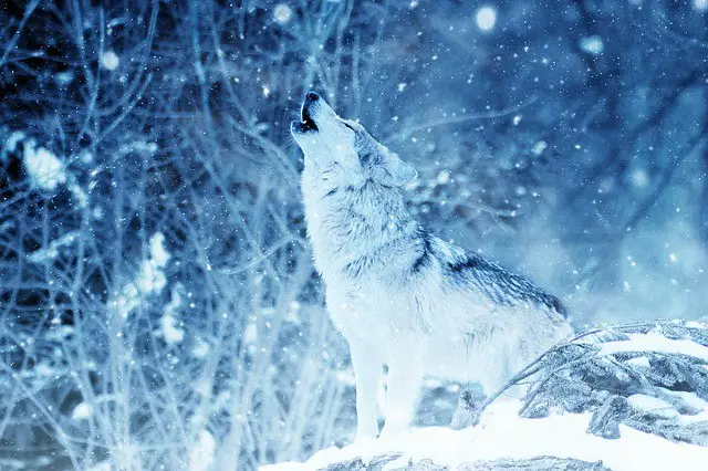 What Does It Mean When You Dream About Wolves?