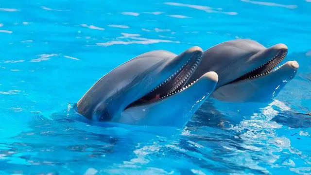 What Does It Mean When You Dream About Dolphins?