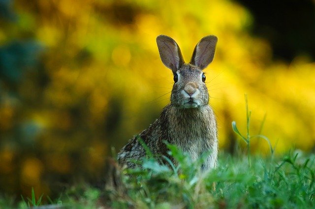 Prophetic Meaning Of Rabbit