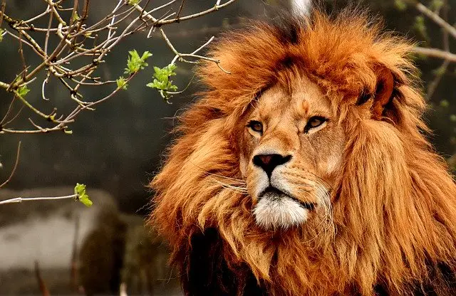 Prophetic Dreams About Lions