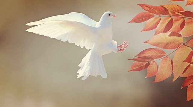 SPIRITUAL MEANING OF BIRDS IN THE BIBLE