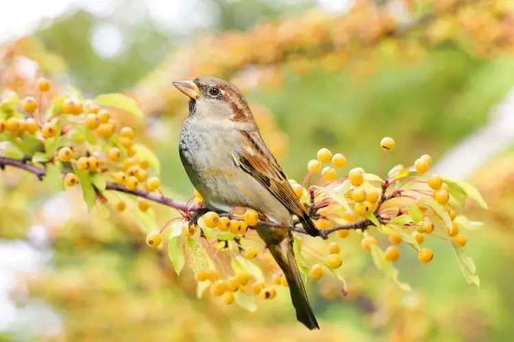 Sparrow Christian Dream Symbol