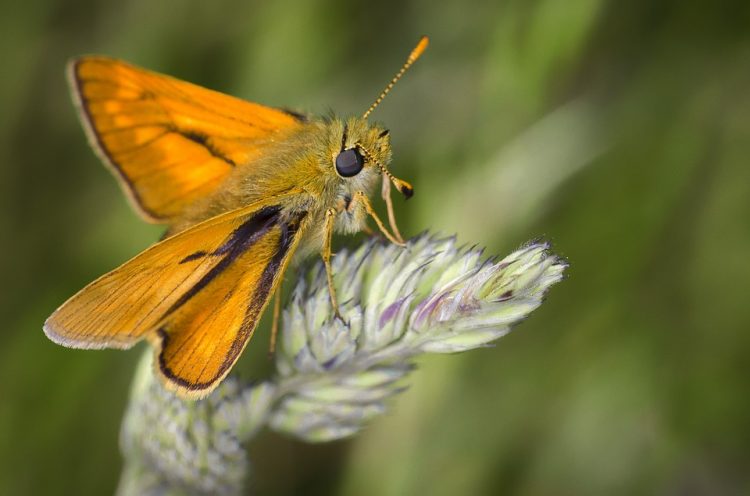 What Do Moths Symbolize In The Bible?