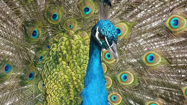 What Is The Meaning Of Peacock In Bible?