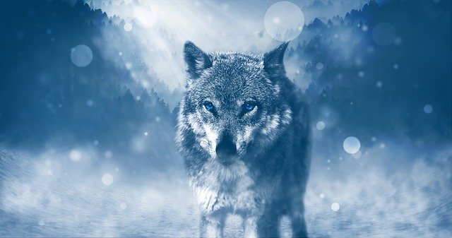 Wolf symbolism in the bible