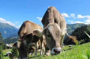 prophetic meaning of cows in the bible