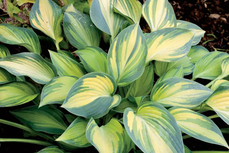How to care for hostas in the fall