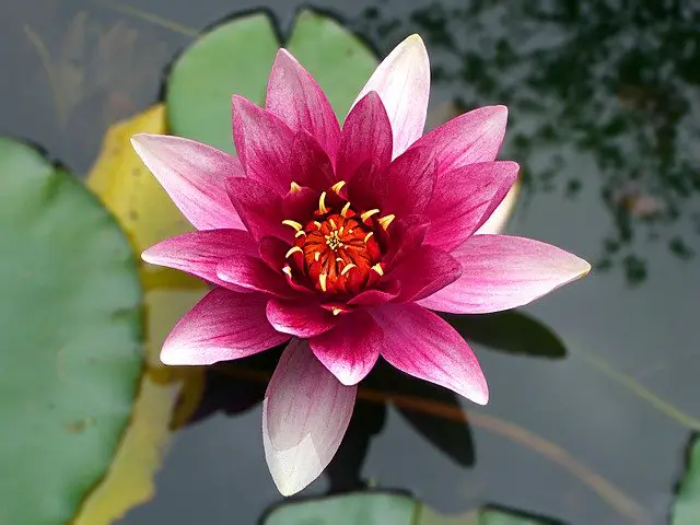 Lotus Flower Meaning In Christianity