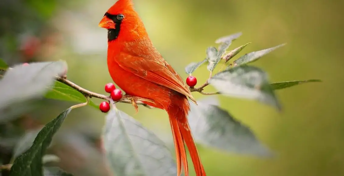 Red Cardinal Biblical Meaning