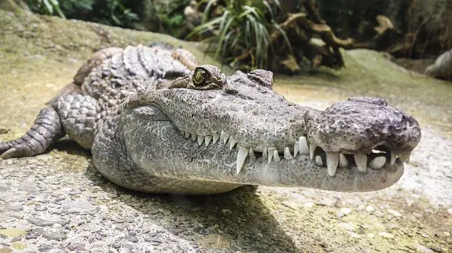 What Does It Mean When You Dream About Alligators?