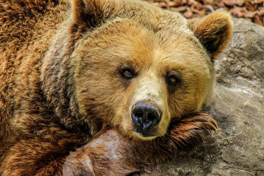 What do bears mean in dreams biblically?