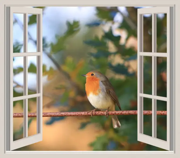 What Does It Mean When A Bird Hits Your Window?