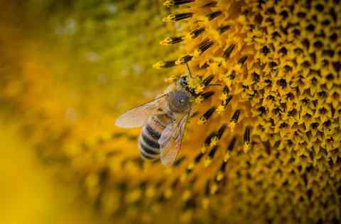 biblical meaning of bees