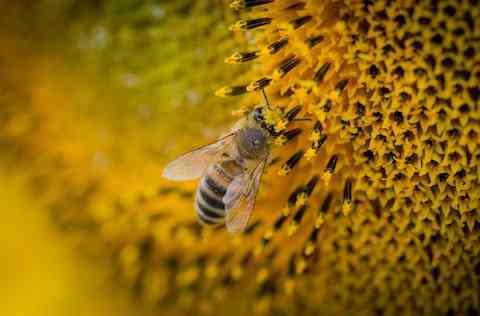 Biblical Meaning of Bees