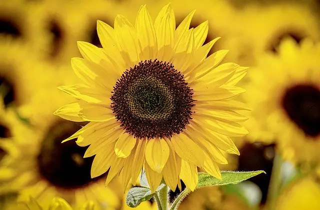 Biblical meaning of a sunflower
