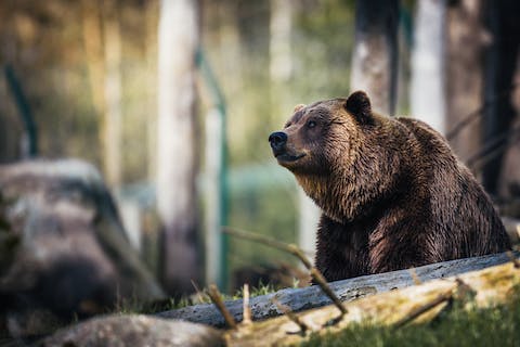 What Do Bears Mean In Dreams Biblically?