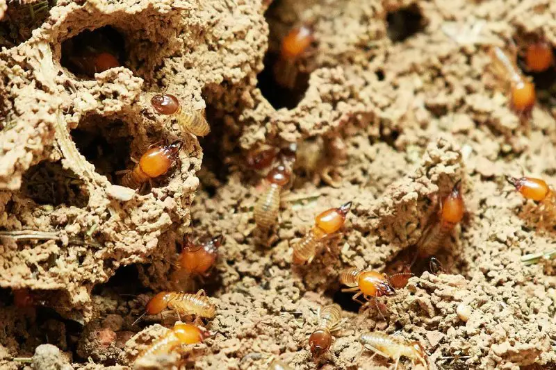 Best Natural Ways of Eliminating Termites
