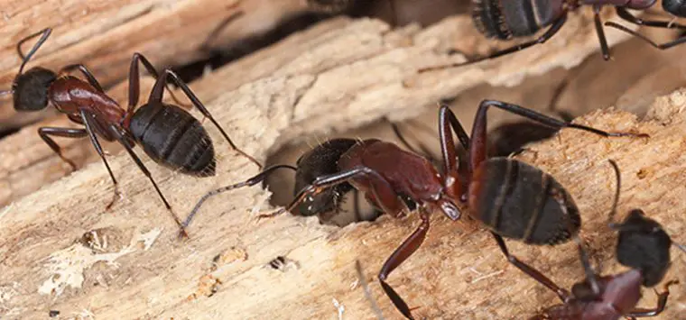 How To Save A Tree From Carpenter Ants?