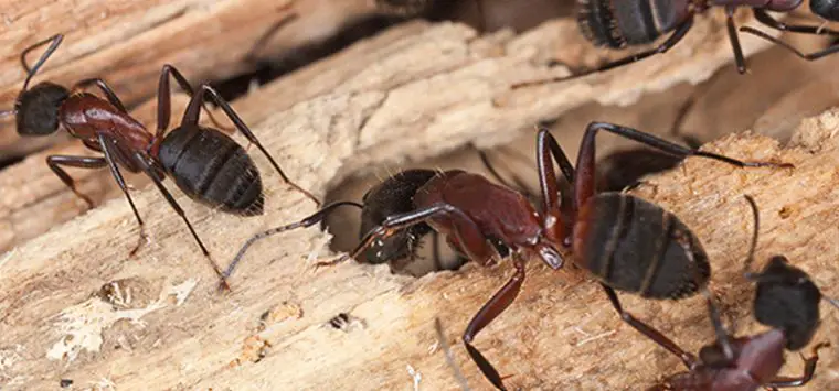 How to save a tree from carpenter ants?