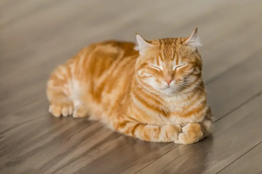 How Can I Treat My Cats Uti At Home? – Home remedies that work