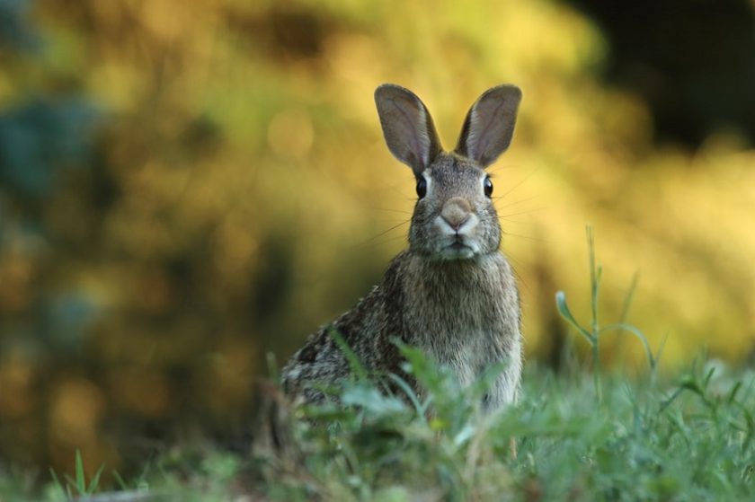 How to naturally repel rabbits from your garden?