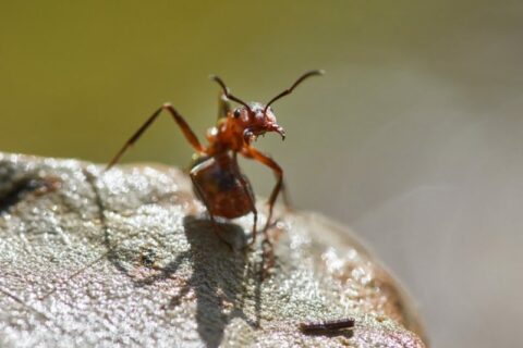 Spiritual Meaning of Ants in House