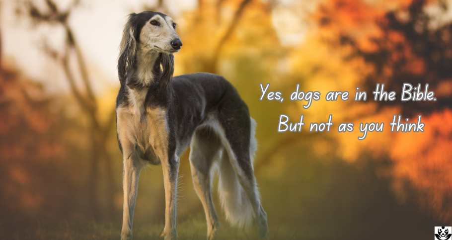 What Does the Bible Say About Dogs