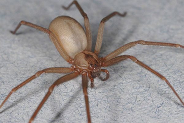 What to do if you find a brown recluse in your home