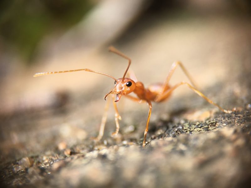 Why are ants attracted to my car?