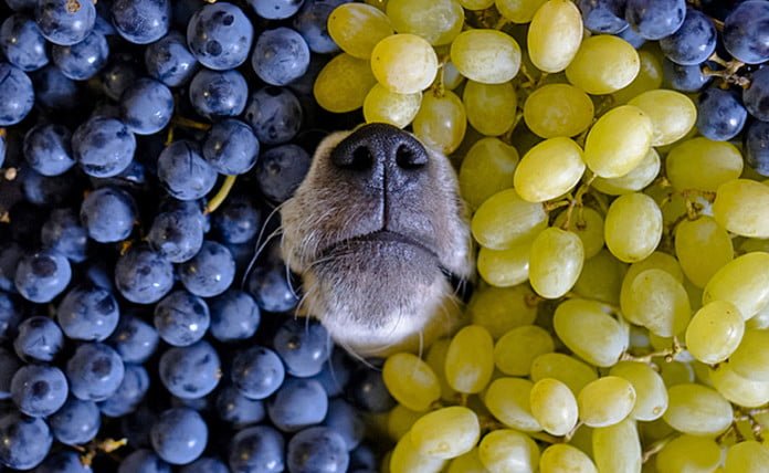 My Dog Ate Grapes But Seems Fine