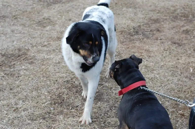 What do you do if an off-leash dog approaches you while you are walking a dog?