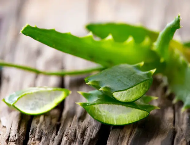 Aloe vera