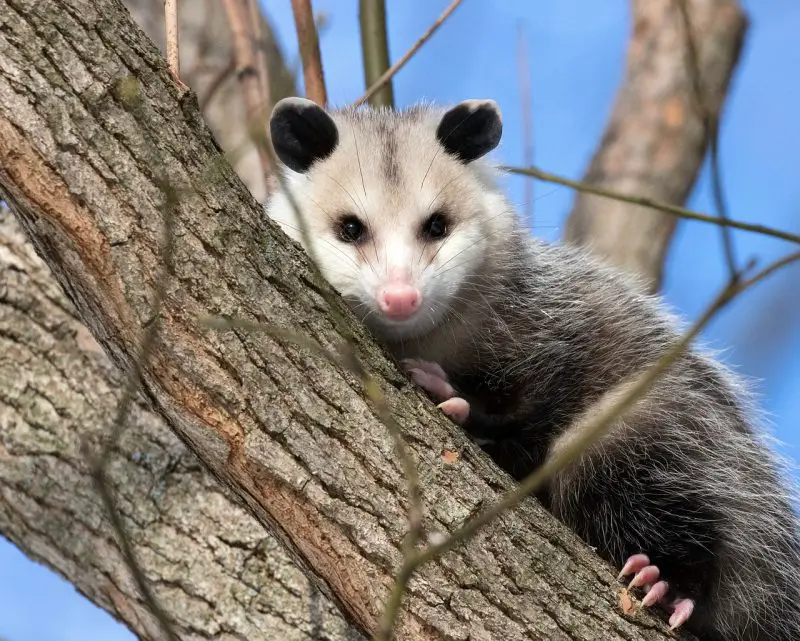 How to keep possums out of the vegetable garden