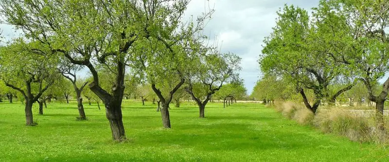 Olive Tree - Care, Pruning, Re-potting, Tips & Winter