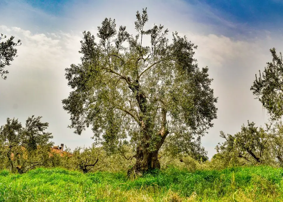 Significance Of Olive Tree In Bible