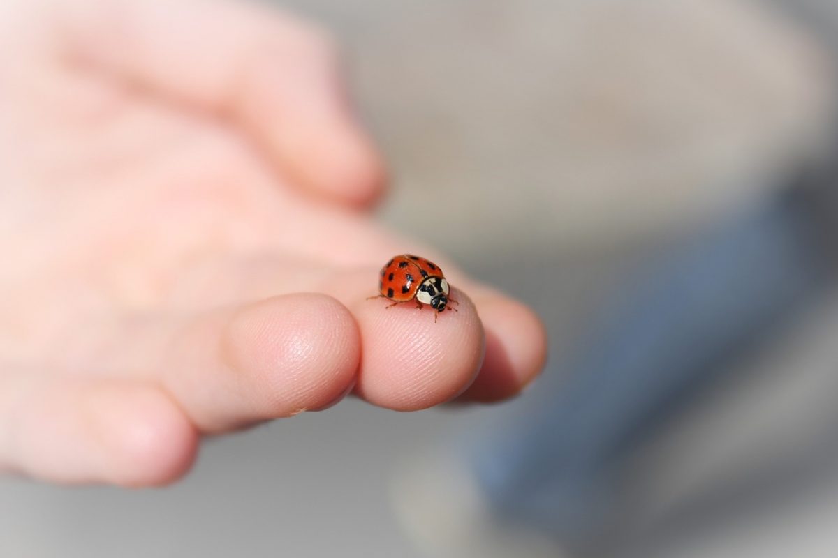 What does it mean when a ladybug lands on you