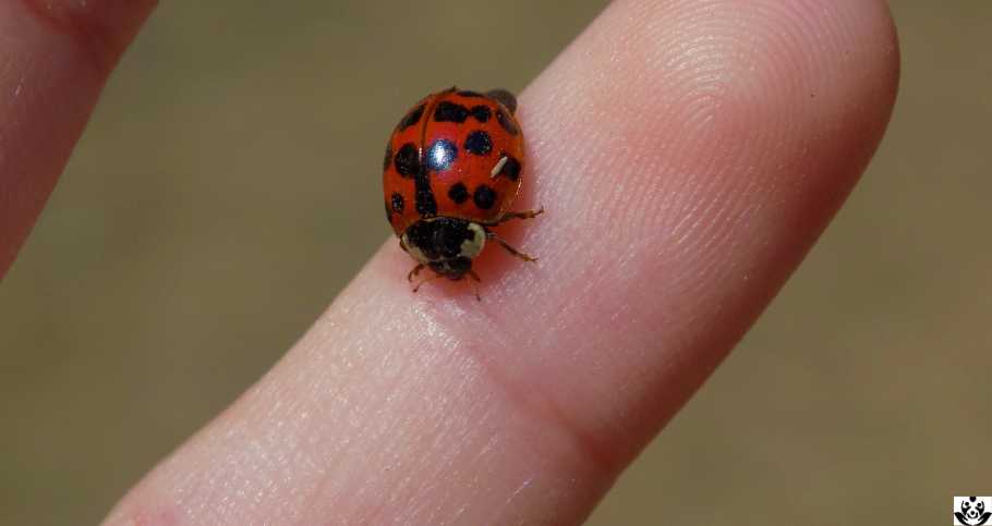 When a Ladybug Lands on You What Does it Mean