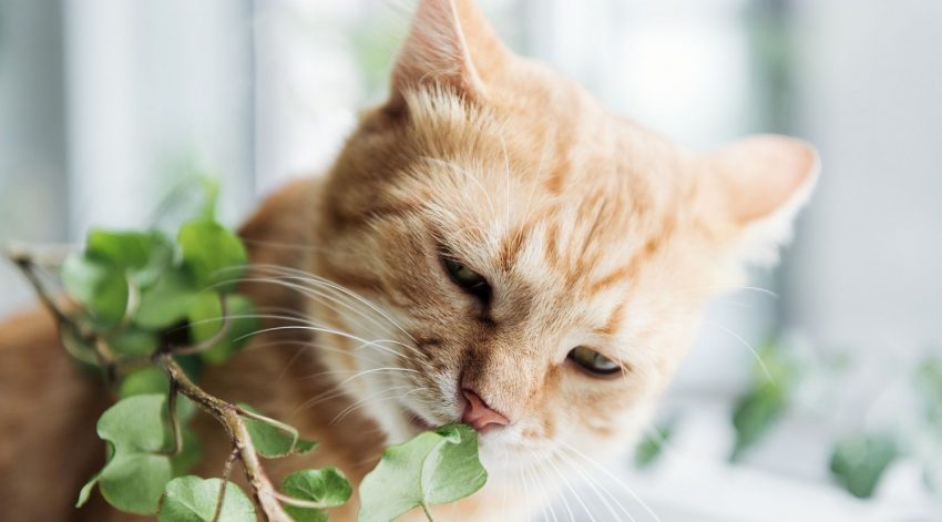 Best Houseplants Safe for Cats & Plants to Avoid